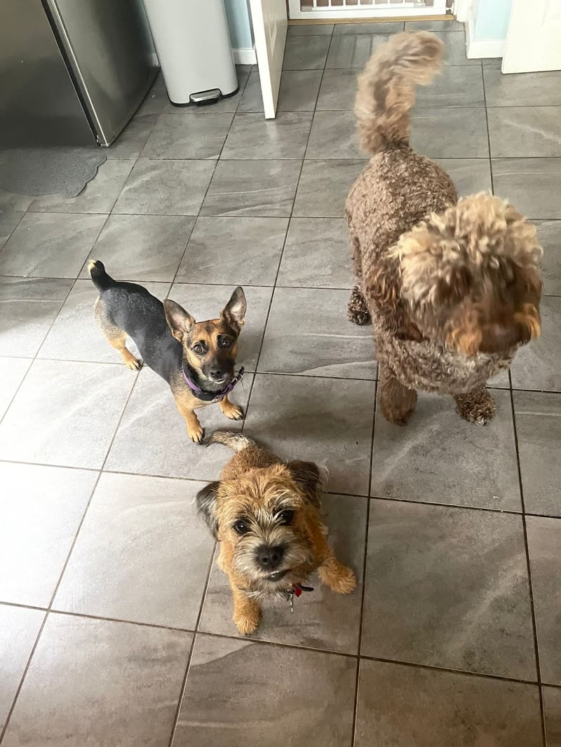 Three small dogs standing together on the tiled kitchen floor, looking up at the camera