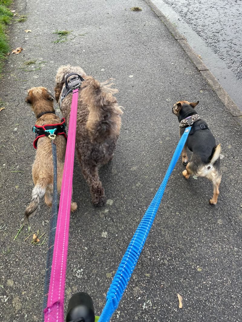 A point-of-view view down pink and blue leads to three dogs walking together along a tarmac path