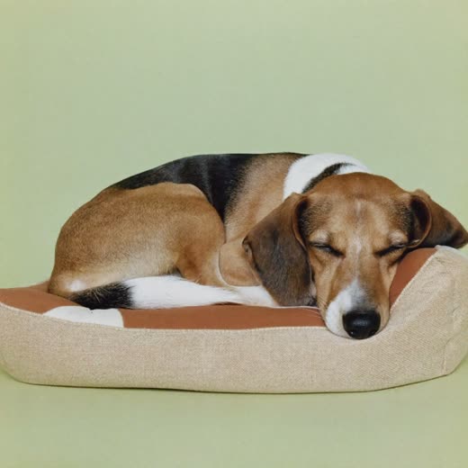 A small dog asleep on a cushioned bed