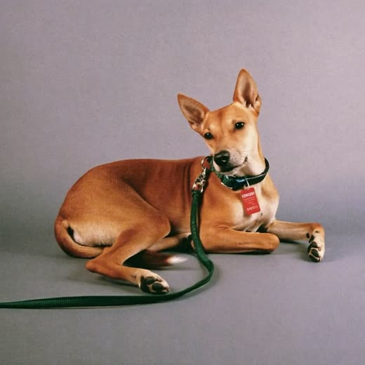 A dog collar and lead coiled on a plain background