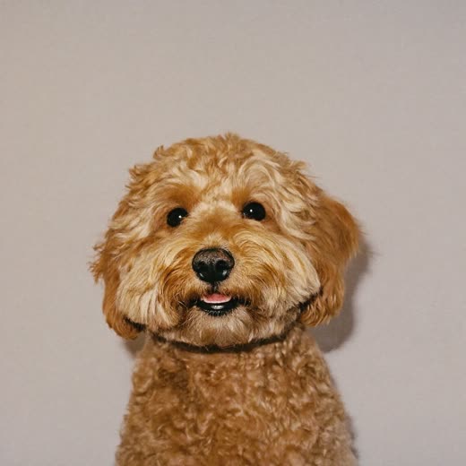 A curly apricot dog sitting and looking at the camera
